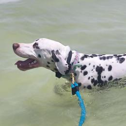 Dalmatians from SpotWise Dalmatians