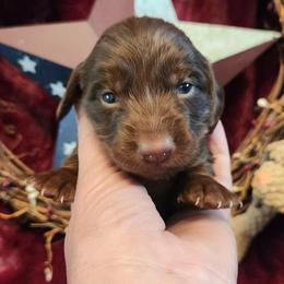 Dark Choc and tan girl - Chocolate female Dachshund puppy in West Plains, Missouri from Spring Creek Dachshunds