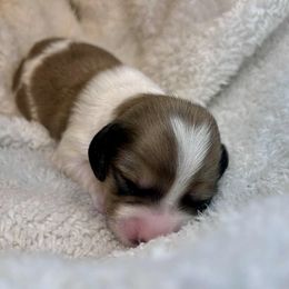Bear - Cream male Dachshund puppy in Browns Valley, California from Hidden Oaks Dachshunds