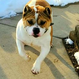 American Bully All Grown Up from Get It Right Bullyz