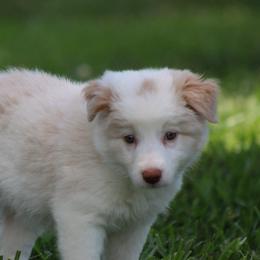 Gold boy 3 - Gold male Border Collie puppy in Tylertown, Mississippi from Cool Meadow Farms