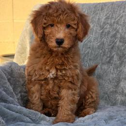 Bowser - Red  male Goldendoodle puppy in Tucson, Arizona from Adored Poodle & Doodles