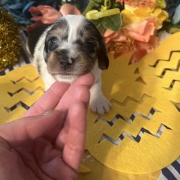 Boy 1 - Dapple Dachshund puppy in Missoula, Montana from Rocky Mountain Dachshunds