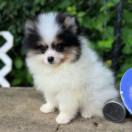 Teddy - Black and tan parti male Pomeranian puppy in Zionville, North Carolina from Shaner Poms