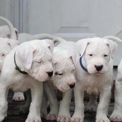 Dogo Argentino and Greyhound Puppies from Wayward Dogos and Hounds