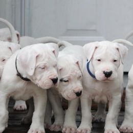 Dogo Argentino and Greyhound Puppies from Wayward Dogos and Hounds