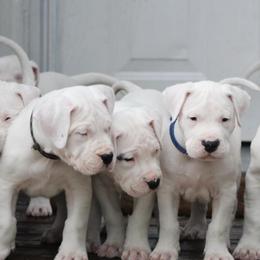 Dogo Argentino and Greyhound Puppies from Wayward Dogos and Hounds