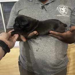 Cane Corso Puppies from Double C Cane Corso Kennel