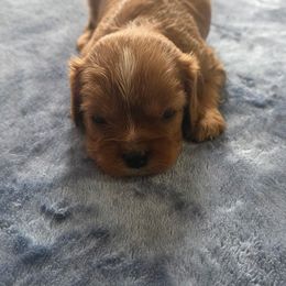 Major - Ruby male Cavalier King Charles Spaniel puppy in Pennsylvania from Julie's Cavalier King Charles Spaniels