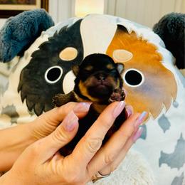 Daphne - Black and tan parti female Pomeranian puppy in Green Cove Springs, Florida from Natasha's Ark of Joy