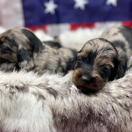 Dachshund Puppies from Hart Dachshunds