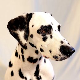Faleena - Dalmatian
