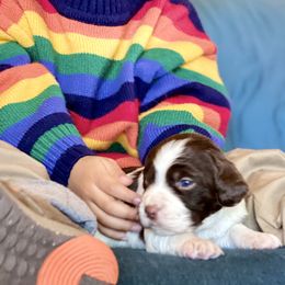 Brittany Puppies from Hellfinger Bird Dogs