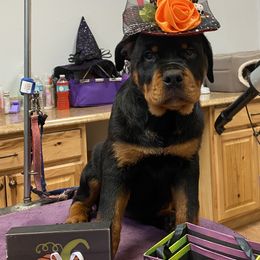 Rottweiler Puppies from Dark Waters Rottweilers