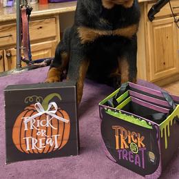 Rottweiler Puppies from Dark Waters Rottweilers