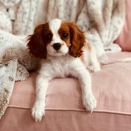 Scarlett - Cavalier King Charles Spaniel