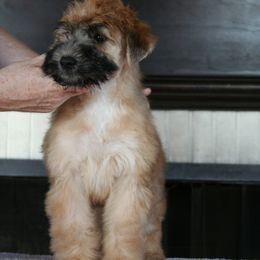 Soft Coated Wheaten Terrier Puppies from Cuilinn Wheatens
