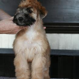 Soft Coated Wheaten Terrier Puppies from Cuilinn Wheatens