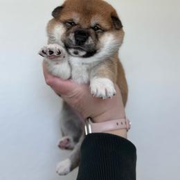 Bulma - Red female Shiba Inu puppy in Texas from Southern Shibas