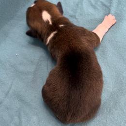 Male 3 - Sable male Pembroke Welsh Corgi puppy in Moundville, Alabama from Cartee Corgis - Debi Cartee Mills