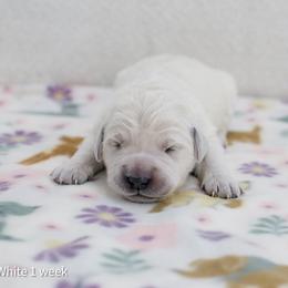 Snow White - Light golden female Golden Retriever puppy in Lakewood, California from Cloud Nine Kennel