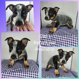Girl 1 - Red mottled female Australian Cattle Dog puppy in Bradford, Arkansas from Cedar Rock Heelers and Kelpies
