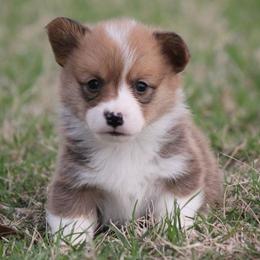 Light Sable - Sable and white male American Corgi puppy in Cameron, Texas from Moonstone Corgis & Frenchies