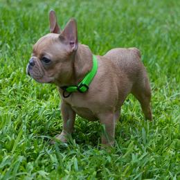 Green Bean - Fawn male French Bulldog puppy in Tampa, Florida from Tampa Bay Frenchies LLC