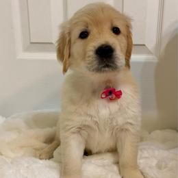 Star - Light golden female Golden Retriever puppy in Seville, Ohio from Retriever Ranch