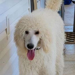 Sandi - Poodle