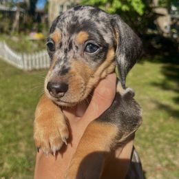Dachshund Puppies from Weenie Bros