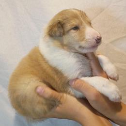 Tucker Boy 4 royal blue - Sable merle and white male Collie puppy in Salem, Indiana from Living Blessed Collies