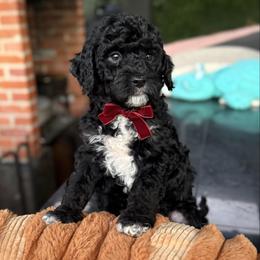 Onyx - Black male Goldendoodle puppy in Miami, Florida from Jade’s Paws & Co. Of Miami LLC