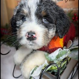 Assorted Doodle Crosses, Aussiedoodle, and Australian Shepherd Puppies from Faith, Feathers & FurBabies