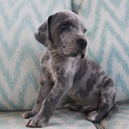 Dorado - Merle Great Dane puppy in Rosharon, Texas from Parker's Great Danes