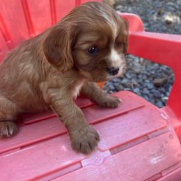 Kipper - Ruby male Cavalier King Charles Spaniel puppy in Tahlequah, Oklahoma from Love Some Dogs Dachshunds & Cavalier King Charles Spaniels,Cavapoos