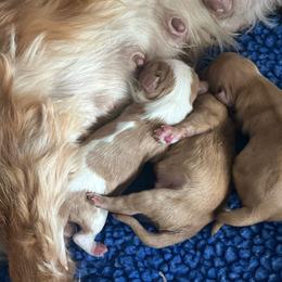 Bashful - Blenheim male Cavalier King Charles Spaniel puppy in Eatontown, New Jersey from NJ Cavalier King Charles Breeder