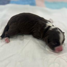 Red tri female - Red tri-color female Australian Shepherd puppy in Waxahachie, Texas from Volks Aussies