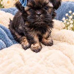 Birdie - Black female Shih Tzu puppy in Montgomery, Texas from Furbourne Farm