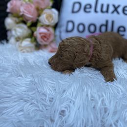 Bernedoodle, Goldendoodle, and Poodle Puppies from Donnas Deluxe Doodles LLC