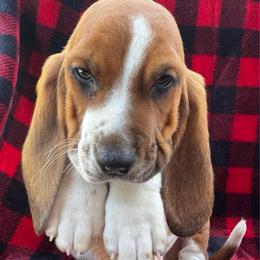 York - Mahogany and white male Basset Hound puppy in Cleveland, Tennessee from Smokey Mtn Bassets