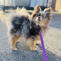 Aurora - Chocolate merle female Pomeranian puppy in Buck Valley, Pennsylvania from Buck Valley Pomeranians