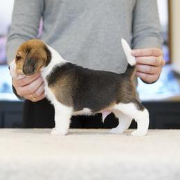 Asher - male Beagle puppy in Atlanta, Georgia from Sinaj