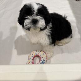 Prince LEXUS of the EMPRESS - Black and white male Shih Tzu puppy in Ellicott City, Maryland from Dr. Dmitriy Kurenbin AKC cert PURE SHIH TZU CHAMPION BLOODLINE