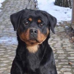 Rottweilers from Larden Rotties