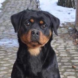 Rottweilers from Larden Rotties