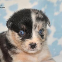 Rune - Blue merle male Miniature Australian Shepherd puppy in Patterson, North Carolina from DreamLine Aussies