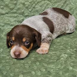 Girl 1 - Piebald female Dachshund puppy in Prattville, Alabama from Bridge Creek Dachshunds