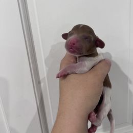 Blitzen - Chocolate male Dachshund puppy in Fort Myers, Florida from Lady Margery’s Dachshunds