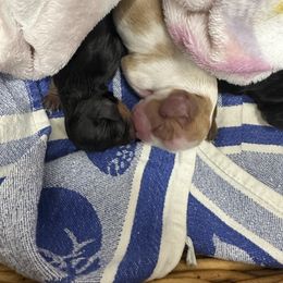 Meg - Black and tan female Cavalier King Charles Spaniel puppy in Memphis, Tennessee from Pemberley Park